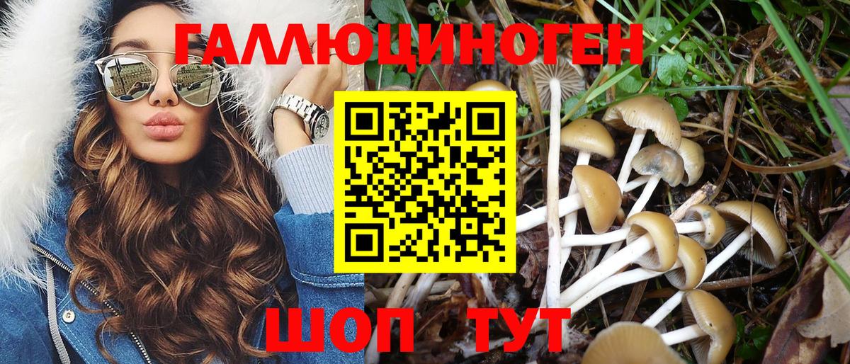 Галлюциногенные грибы Psilocybine cubensis Рубцовск